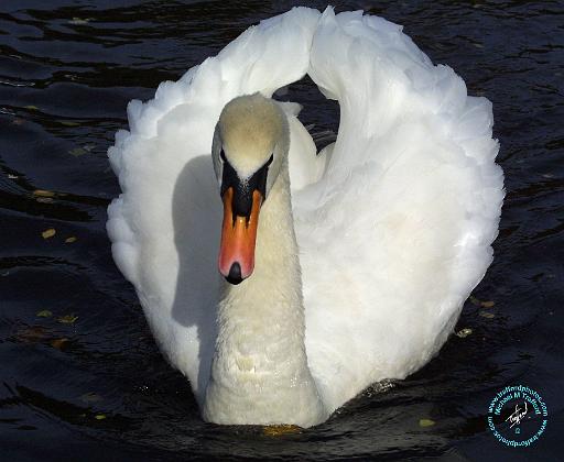 Mute Swan 9P052D-012.JPG